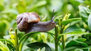 principi attivi bava di lumaca